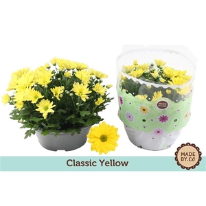 Chrysanthemum Indicum Grp Tapas Time