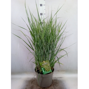 Panicum virgatum 'Heavy Metal'