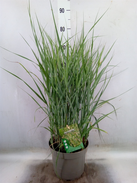 <h4>Panicum virgatum 'Heavy Metal'</h4>