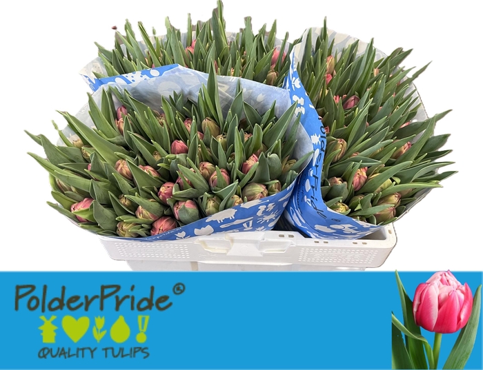 <h4>TU DU COLUMBUS</h4>