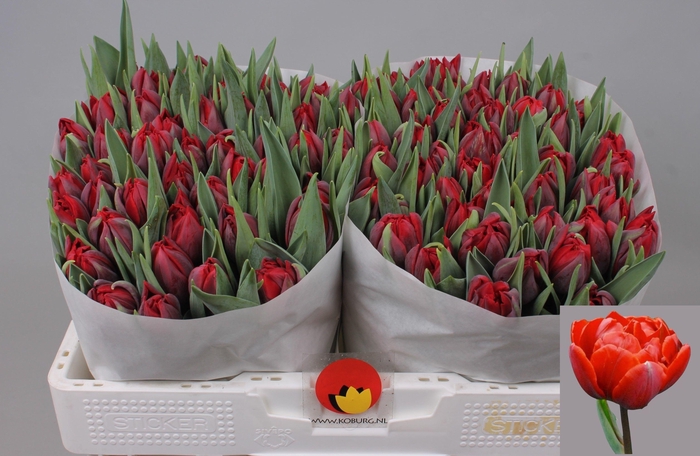 <h4>TU DU RED PRINCESS</h4>