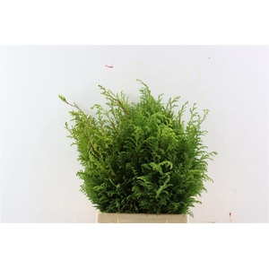 Chamaecyparis Pisifera Plumosa Bio