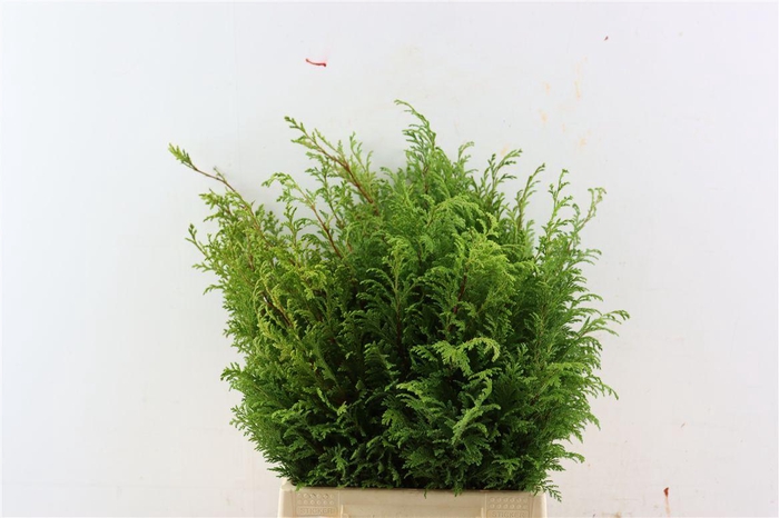 <h4>Chamaecyparis Pisifera Plumosa Bio</h4>