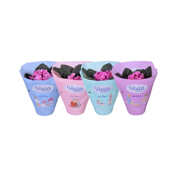 <h4>Saintpaulia Roze voila ''la Fleur''x8</h4>