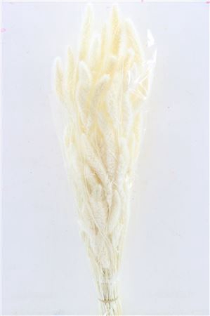 <h4>DRIED SETARIA BLEACHED X5 BUNCH</h4>