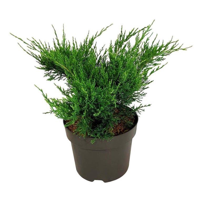 <h4>Juniperus pf. 'Mint Julep'</h4>
