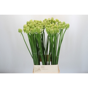 Ornithogalum Saundersiae