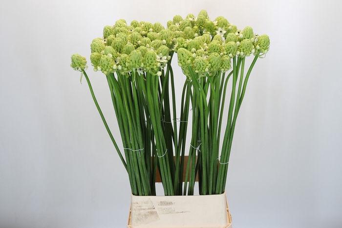 <h4>Ornithogalum Saundersiae</h4>