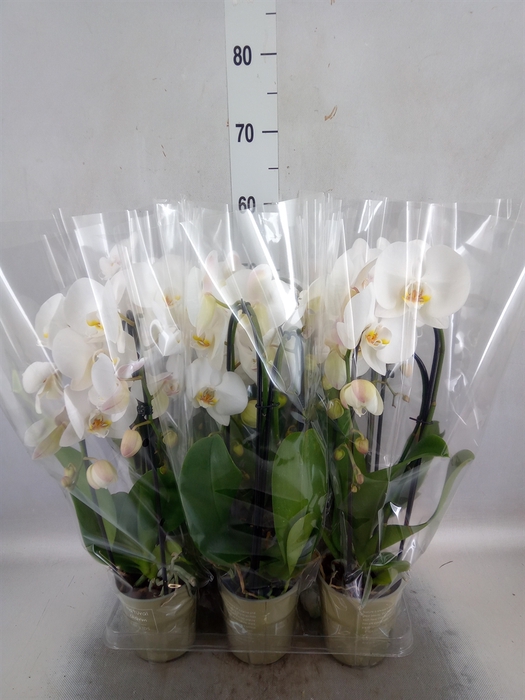 <h4>Phalaenopsis  'Elegant Cascade'</h4>