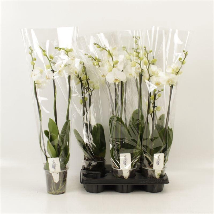 <h4>Phal Ov Wit</h4>