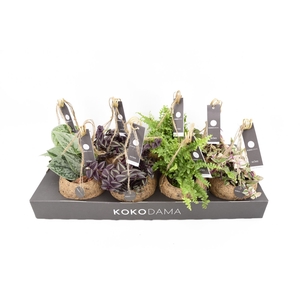 Planten Groen   ...mix  4
