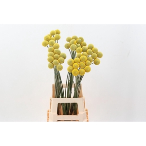 Craspedia Paintball Pop