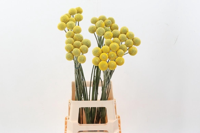 <h4>Crasp Paintball Jumbo</h4>