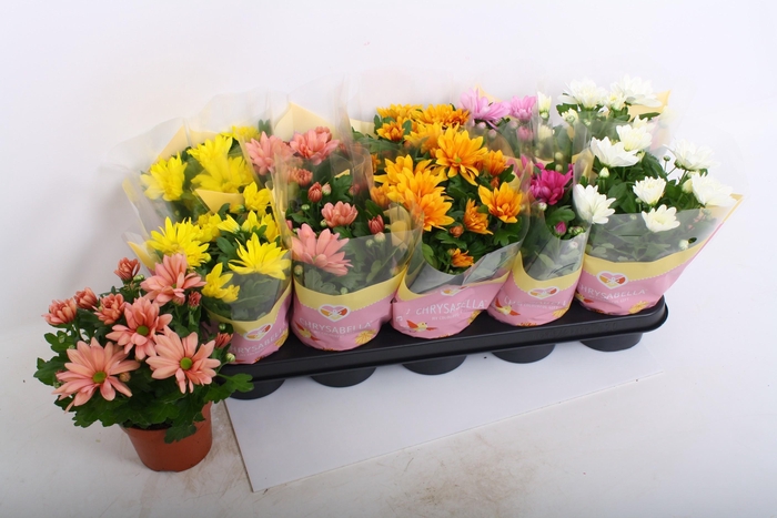 <h4>CHRYS GEM 6 KL</h4>