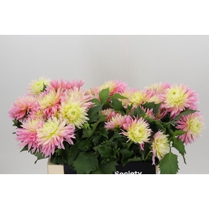 Dahlia Just Married