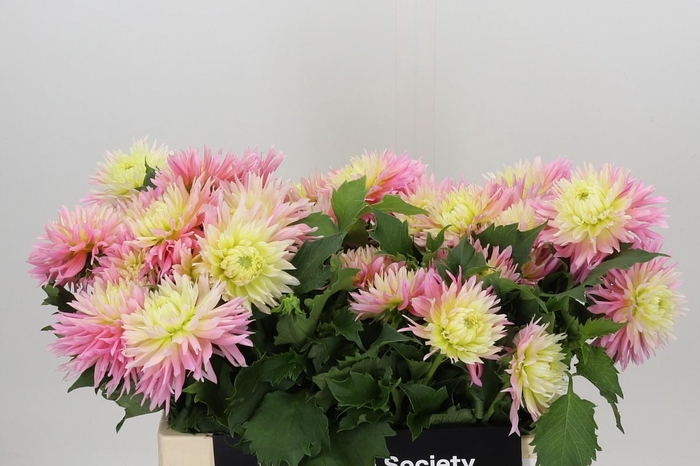 <h4>Dahlia Just Married</h4>