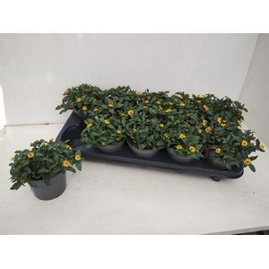 SANV PROCUMBENS