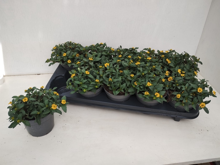 <h4>SANV PROCUMBENS</h4>