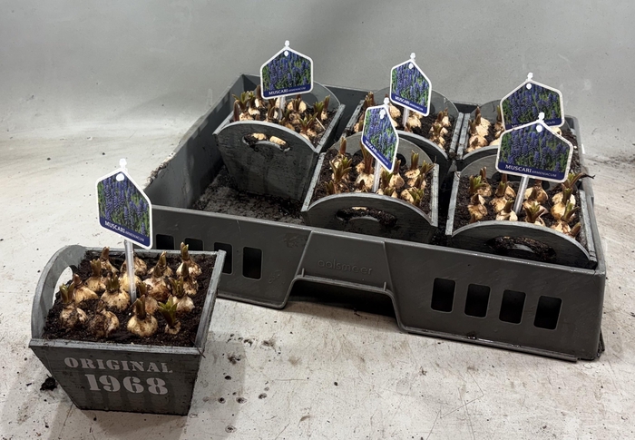 arr8 Arr Muscari In Houten Bakje