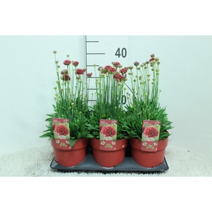 Armeria   ...