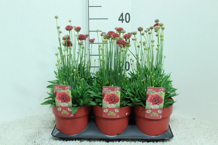 <h4>Armeria   ...</h4>