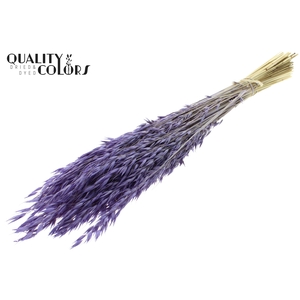 Avena per bunch Bleached Frosted Milka