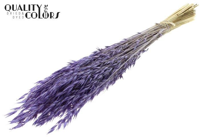 Avena per bunch Bleached Frosted Milka