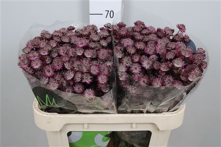 <h4>Astrantia major 'Star of Love'</h4>