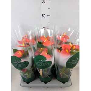 Anthurium andr. 'Solara'