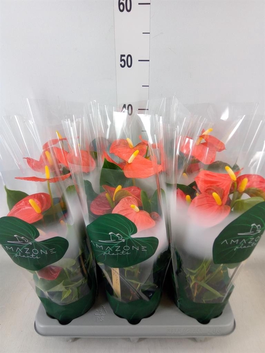 <h4>Anthurium andr. 'Solara'</h4>