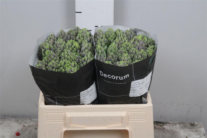 <h4>Hyac Full House</h4>