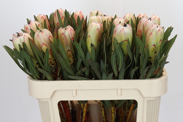 <h4>Protea White Night</h4>