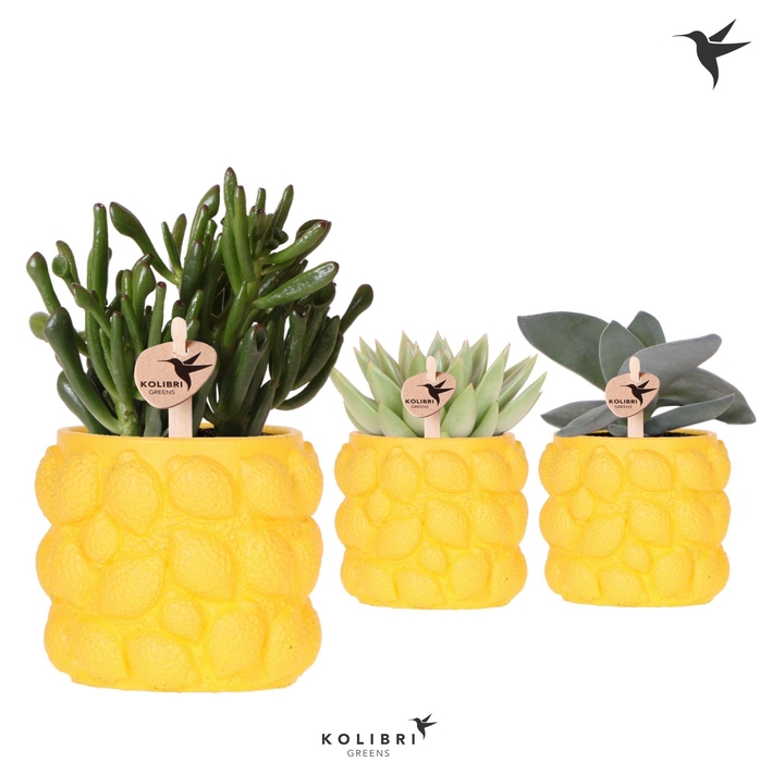 <h4>Kolibri Greens Succulenten mix in Citrus pot yellow</h4>