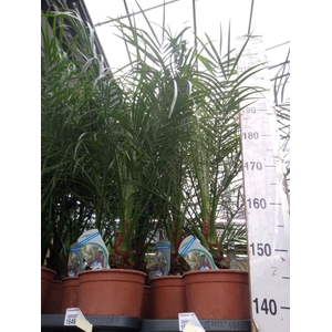 Phoenix roebelenii