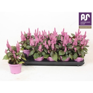 CEL MERIDA PINK