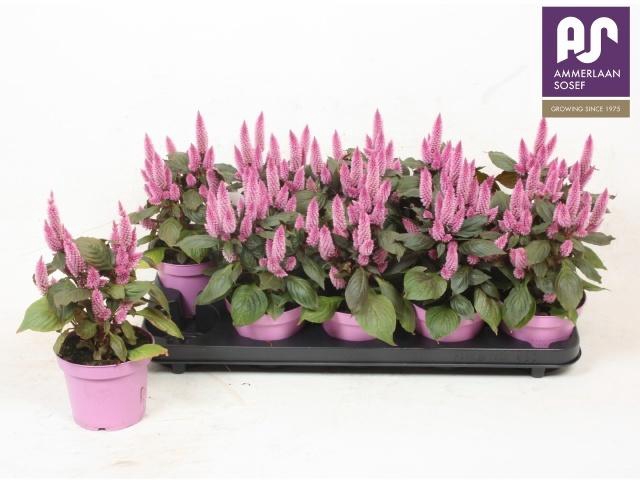 <h4>CEL MERIDA PINK</h4>