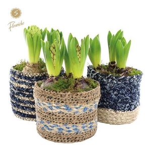 Hyacinth Mix 3702 Bluejeans 3pp