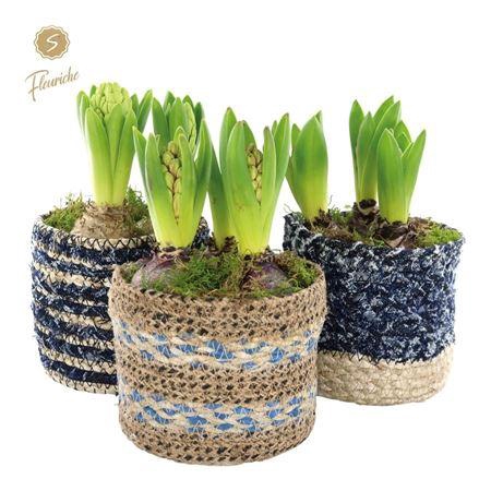 <h4>Hyacinth Mix 3702 Bluejeans 3pp</h4>