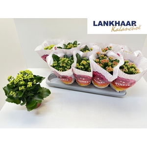 KAL GE PERF GEM 5 KL