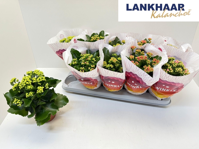 <h4>KAL GE PERF GEM 5 KL</h4>