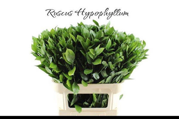 <h4>RUSCUS HYPOPHYLLUM</h4>