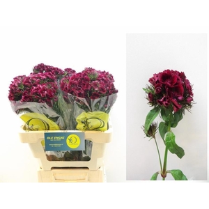 DI BARB KIW DARK RED