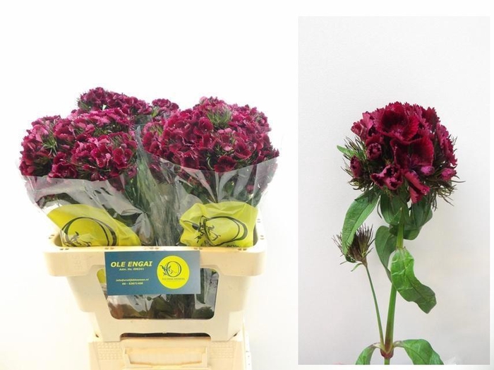 <h4>DI BARB KIW DARK RED</h4>