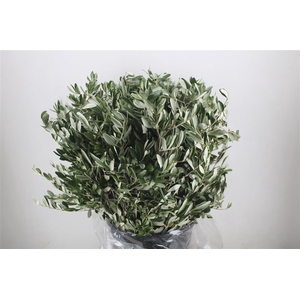 Olijf 400gr P Bunch