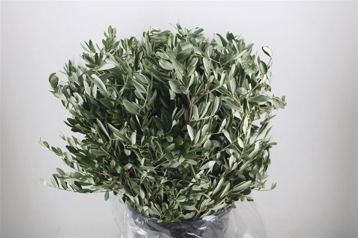 <h4>Olijf 400gr P Bunch</h4>