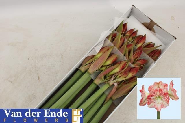 <h4>HIPP GA MEGA STAR</h4>