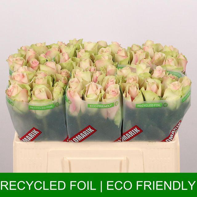 <h4>R Gr La Belle</h4>