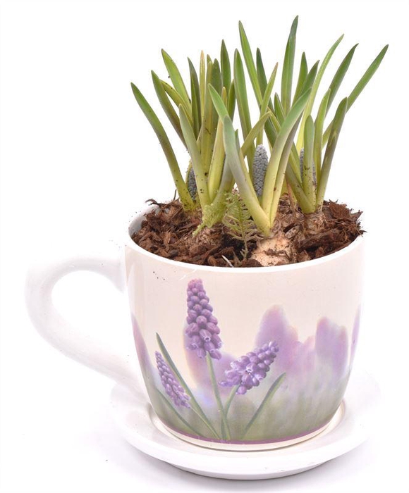 <h4>Keramiek K&S Muscari 10/16cm</h4>