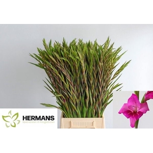 Glad Kl Summer Jewel Hermans