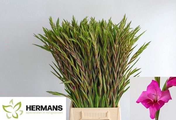 <h4>Glad Kl Summer Jewel Hermans</h4>